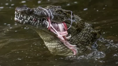 Gölet kenarında dehşet! Timsah balık tutan kişiye saldırıp suya çekti