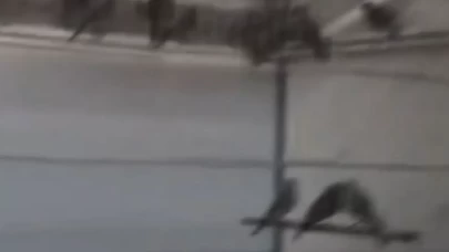 Ankara’da saka kuşu yetiştirip sattı