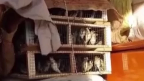 Hatay’da yakalanan 786 saka kuşu doğaya salındı