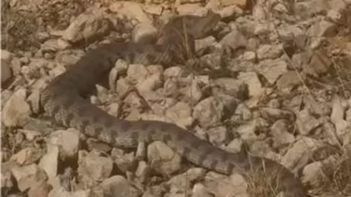 Dev engerek yılanı görüntülendi