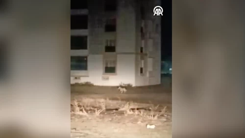 Kars’ta şehir merkezine inen kurtlar kamerada! Vatandaşlar panik yaşadı