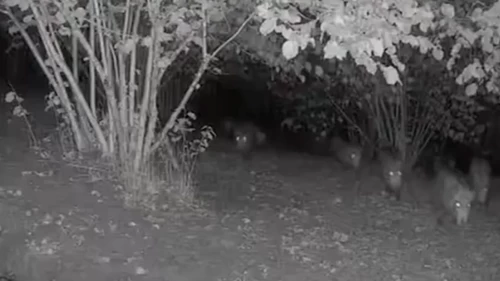 Düzce’de ayı ve domuz sürüsünün bahçe ziyareti kamerada