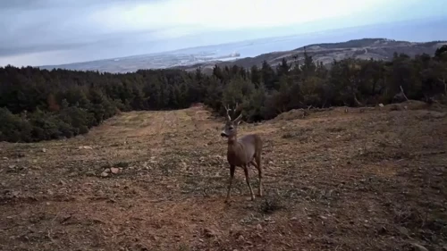 Doğanın sessiz tanıkları kamerada! Ganos Dağı’nda yaban hayatı görüntülendi