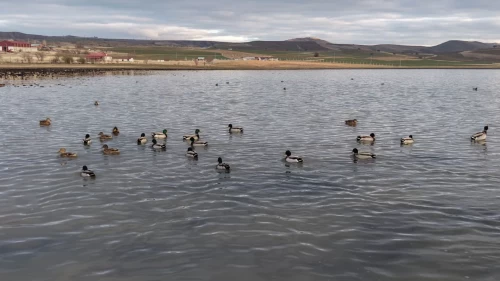 Kuruyan Bingöl Gölü yeniden hayat buldu: Kuşlar geri döndü