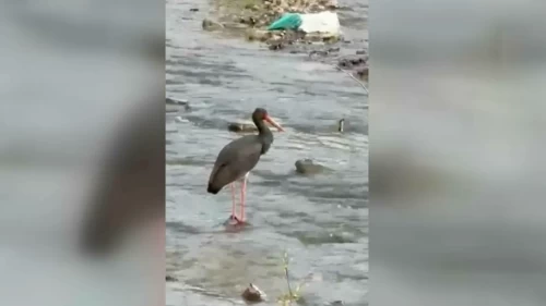 Türkiye'de nadir görülen kuş: Kara Leylek