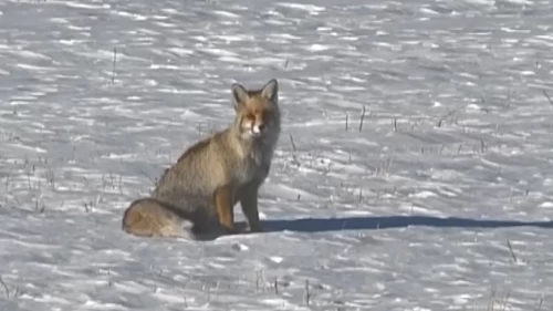 Karlı doğada kızıl tilki ile nadir görülen paçalı şahin görüntülendi