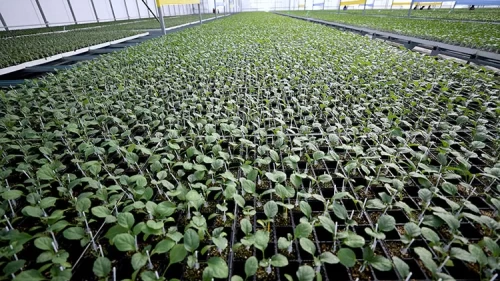 Fide sektöründe rekabet soruşturması