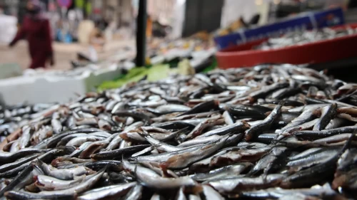 Bu yıl denizde bolluk yaşanıyor! Kilo 180 TL'den satılıyor, vatandaş tezgâhlara akın ediyor