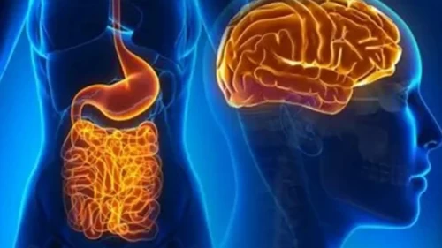 Bağırsakların yaşı sağlığı nasıl etkiliyor?