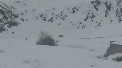 Kar yağışı vaşakları köye çekti! O anlar görüntülendi