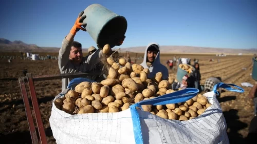 Bitlis'te patates hasadı tüm hızıyla devam ediyor: Doğu'nun tarım merkezi faaliyette!