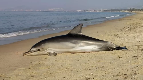 Kuşadası'nda sahile vurmuş Tırtak yunusu bulundu