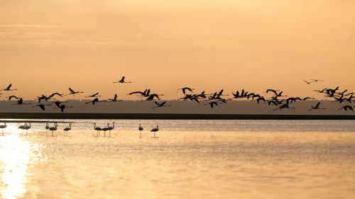Karun Gölü'nde flamingolar görsel şölen oluşturdu