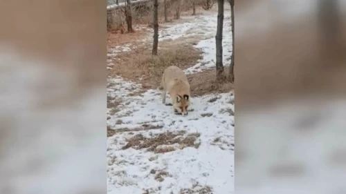 Okul bahçesine tilki girdi! Yiyecek ararken görüntülendi