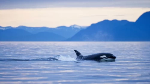 Bilim insanları açıkladı! Balinalarının nefesinde ölümcül bir virüs tespit edildi