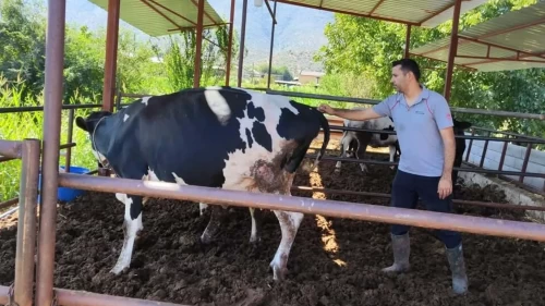 Muğla'da şap alarmı! 11 mahalle karantinaya alındı