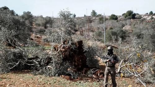 İsrail saldırıları Batı Şeria’da tarımı vurdu