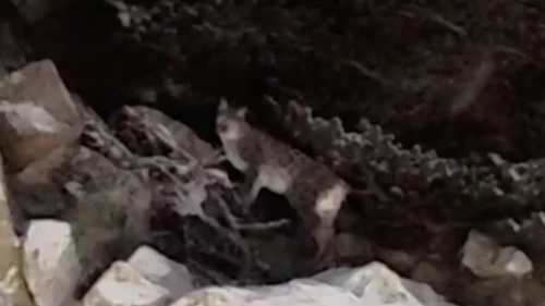 Çankırı'da yiyecek arayan vaşak kamerada!