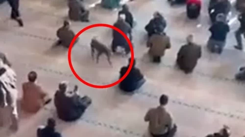 Başıboş pitbull camiye girdi