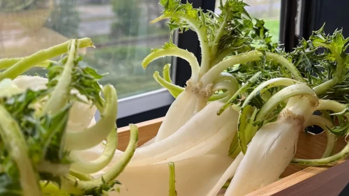 Şevketi bostan sindirimi nasıl destekliyor?