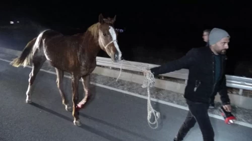 İşletmeden kaçan safkan taylar şehri birbirine kattı!