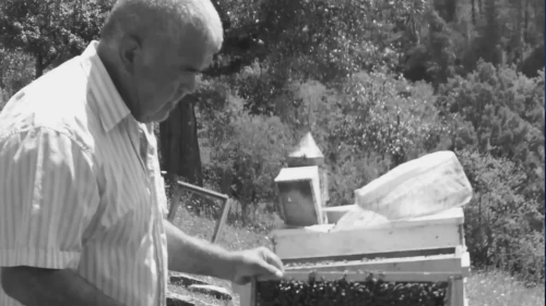 Ormanda kestiği ağacın altında kalıp yaşamını yitirdi!