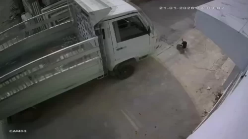 Kedileri ezen sürücüye barınak cezası