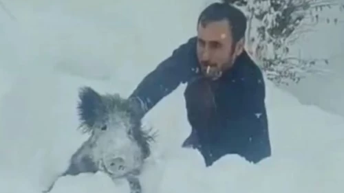 Sinop’ta yavru domuzu elleriyle yakaladı; cezası iptal edildi