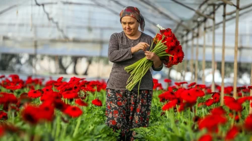 Antalya çiçek açtı: 850 milyon dal üretildi