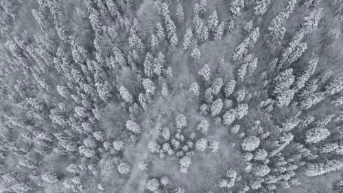 Dronla havadan izleyin: Sinop’un karla kaplı ormanları nefes kesti!