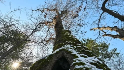 İstanbul'un anıt ağaçları