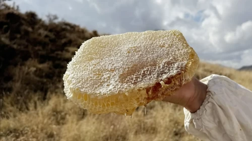 1 kilosu araba fiyatına! Dünyanın en pahalı balı Türkiye'den çıktı