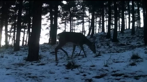 Tekirdağ’da Ganos Dağı’nda yaban hayatı fotokapana yansıdı