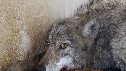 Bingöl'de bir iş yerine giren kurt yakalandı