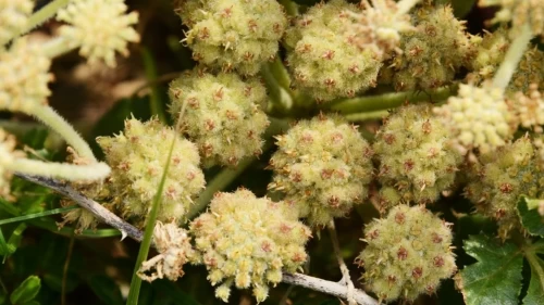 Pelin otunun faydaları ve bilmeniz gereken yan etkileri