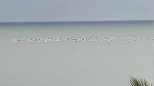 Sakarya'nın Karadeniz sahilinde flamingolar görüntülendi