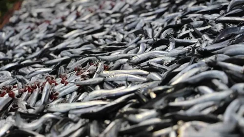 Fırtına sonrası hamsiler tezgaha yeniden döndü