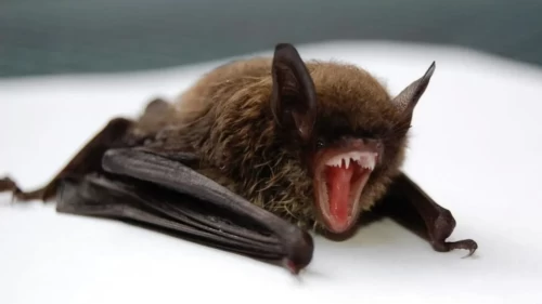 Tedavisi yok, Kovid-19’dan 30 kat daha öldürücü! Dünya bu virüsü konuşuyor