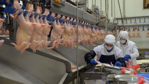 Tavuk eti ve yumurtası üretiminde ivme: Kasım’da yüzde 7,9 ve 3,4 artış!