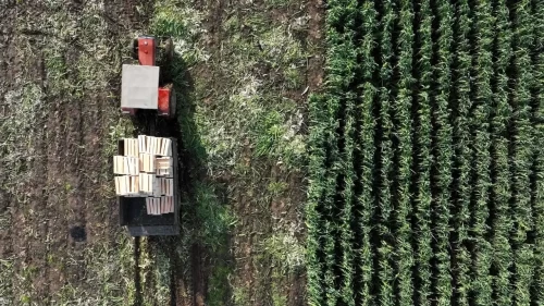 TARSİM üreticilere 586 milyon lira ödeme yapacak