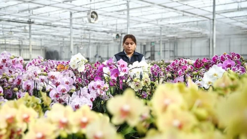 Çukurova'da Sevgililer Günü mesaisi! Seralarda yoğunluk zirve yaptı