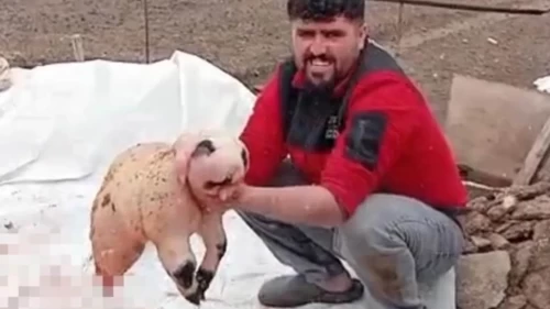 Bitlis’te panda görünümlü kuzu şaşkınlığı: Ölü doğan yavru için inceleme başlatıldı!