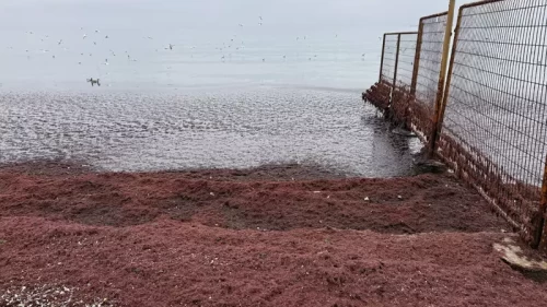 Sahil kırmızı yosunla kaplandı