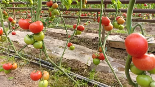 Sırrı yerin altında saklı! Bu domatesi yiyen bir daha bırakamıyor