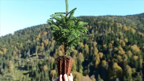 Erzurum’da uzlaştırma ormanı projesi