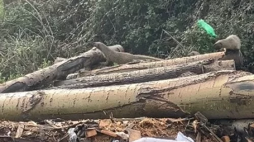 Erdemli'de yiyecek arayan sansar ailesi kamerada: Doğanın şaşırtan anları