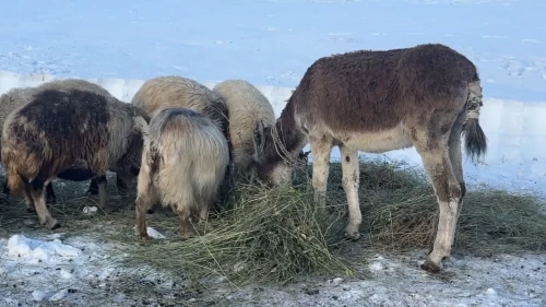 Ekipler ahır ahır gezip aşılama yapıyor!