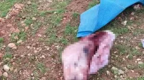 Şanlıurfa’da şok eden görüntüler: Kesilmiş at kafası ve parçaları bulundu!