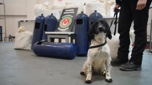 Hassas burunlar gizlenen yasaklı madde buldu