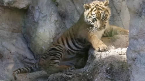 Berlin'deki Tierpark'ta Sumatra Kaplanı 'Lilly' adını aldı!